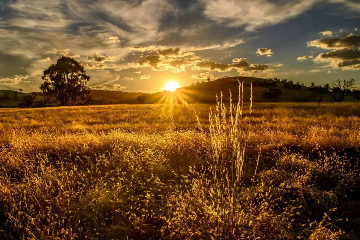 Sunset over a golden field of tall grass with sunbeams radiating from behind hills.