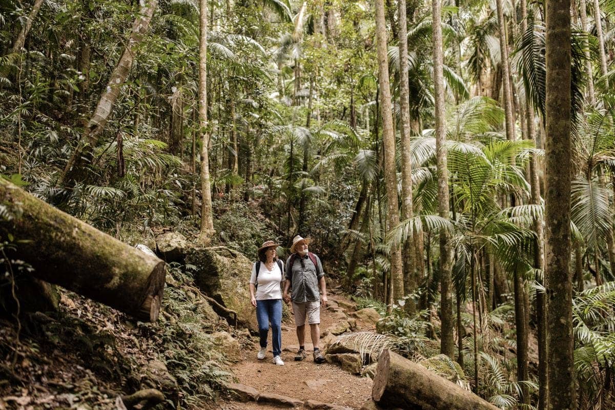 Two people hiking a forest trail, surrounded by tall trees, palms, and dense green vegetation.