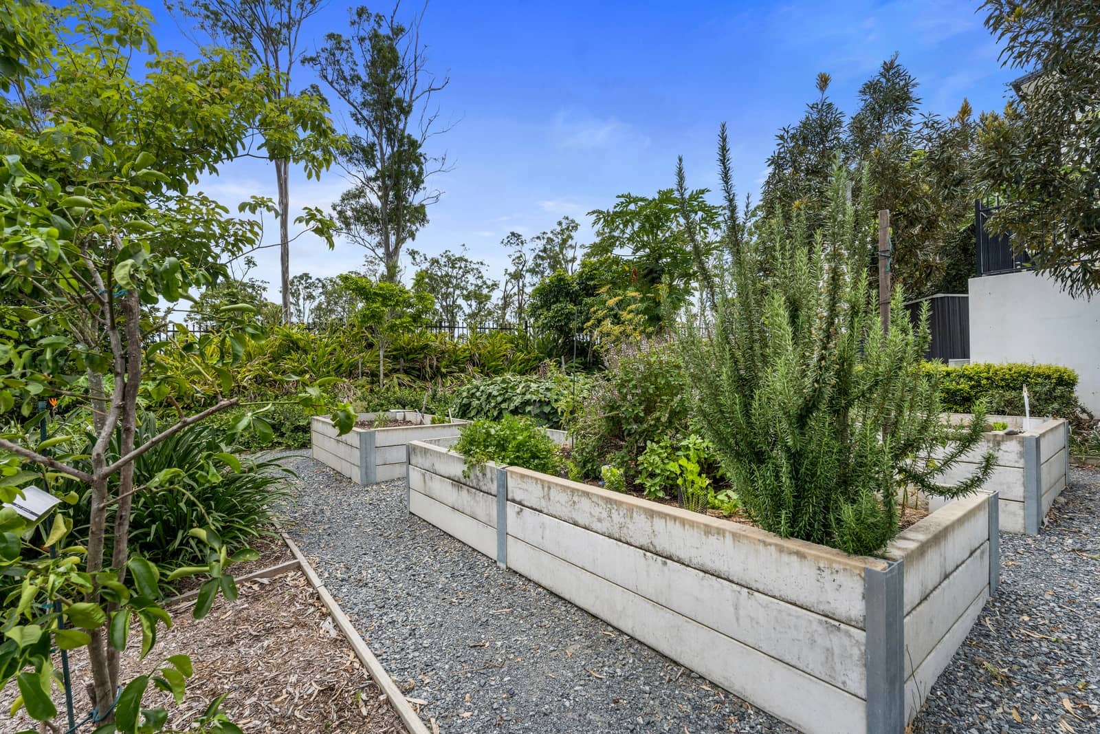 Raised garden beds filled with various plants and herbs, bordered by a gravel path in an Ingenia Lifestyle community garden.