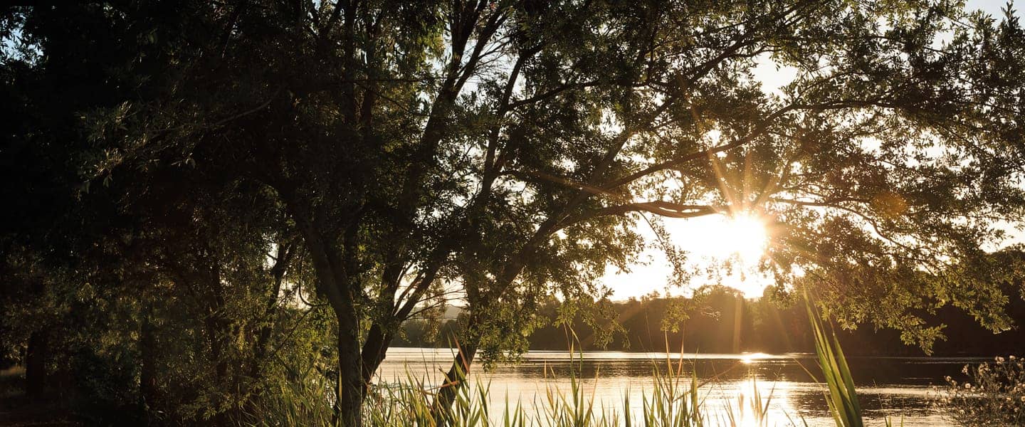 Sunlight shines through trees over a serene lake with reeds, reflecting the natural beauty of an Ingenia Lifestyle setting.