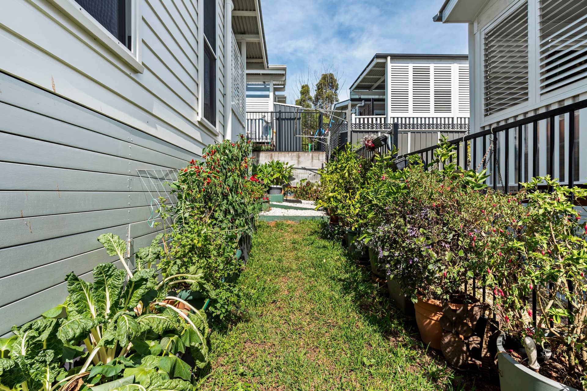 A narrow grass path bordered by lush garden beds and potted plants between modern Ingenia Lifestyle homes.