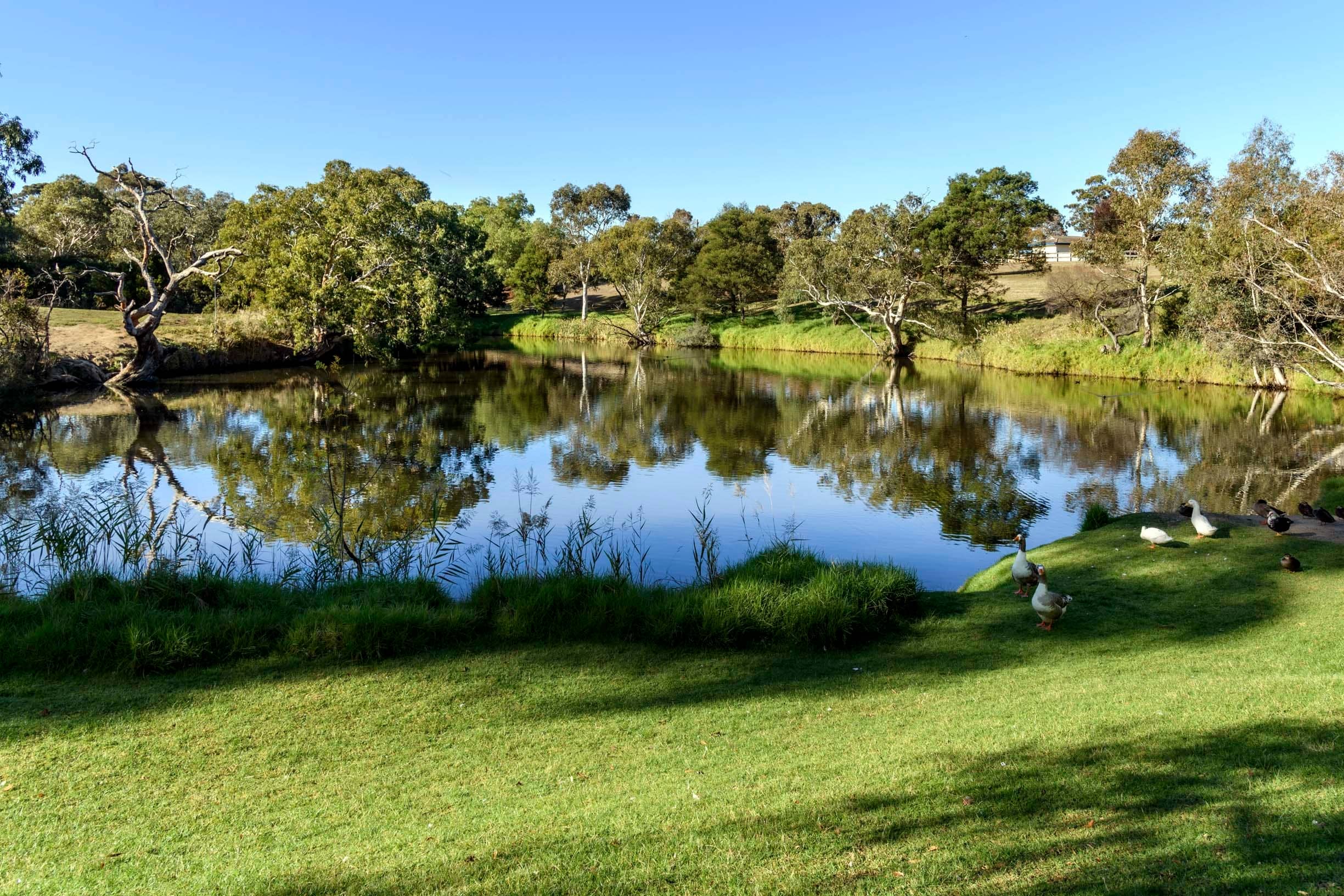 A peaceful lake reflects trees and a blue sky, with ducks on the grassy shore.