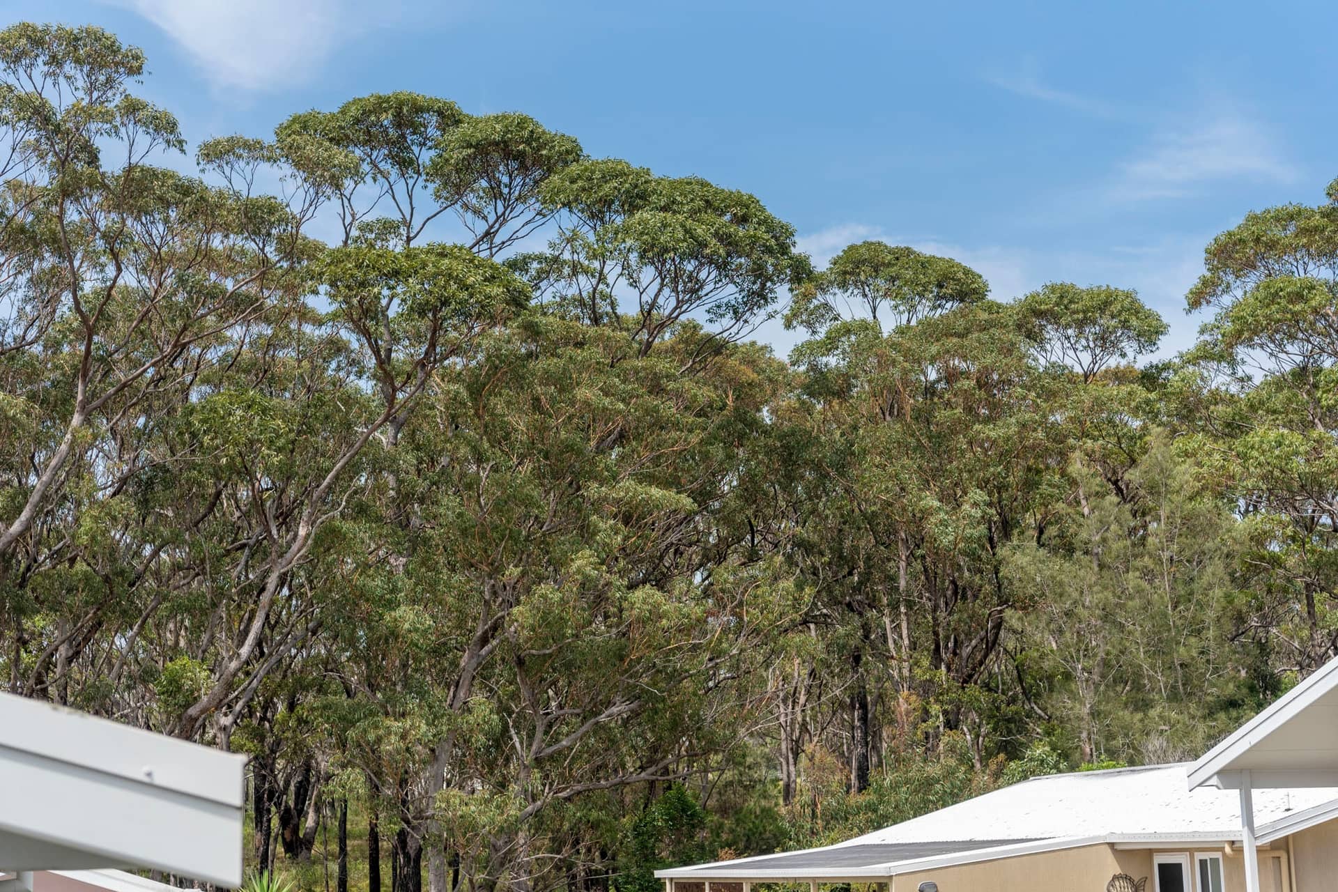 Vast eucalyptus trees and bushland forming a natural backdrop for a modern home within an Ingenia Lifestyle community.