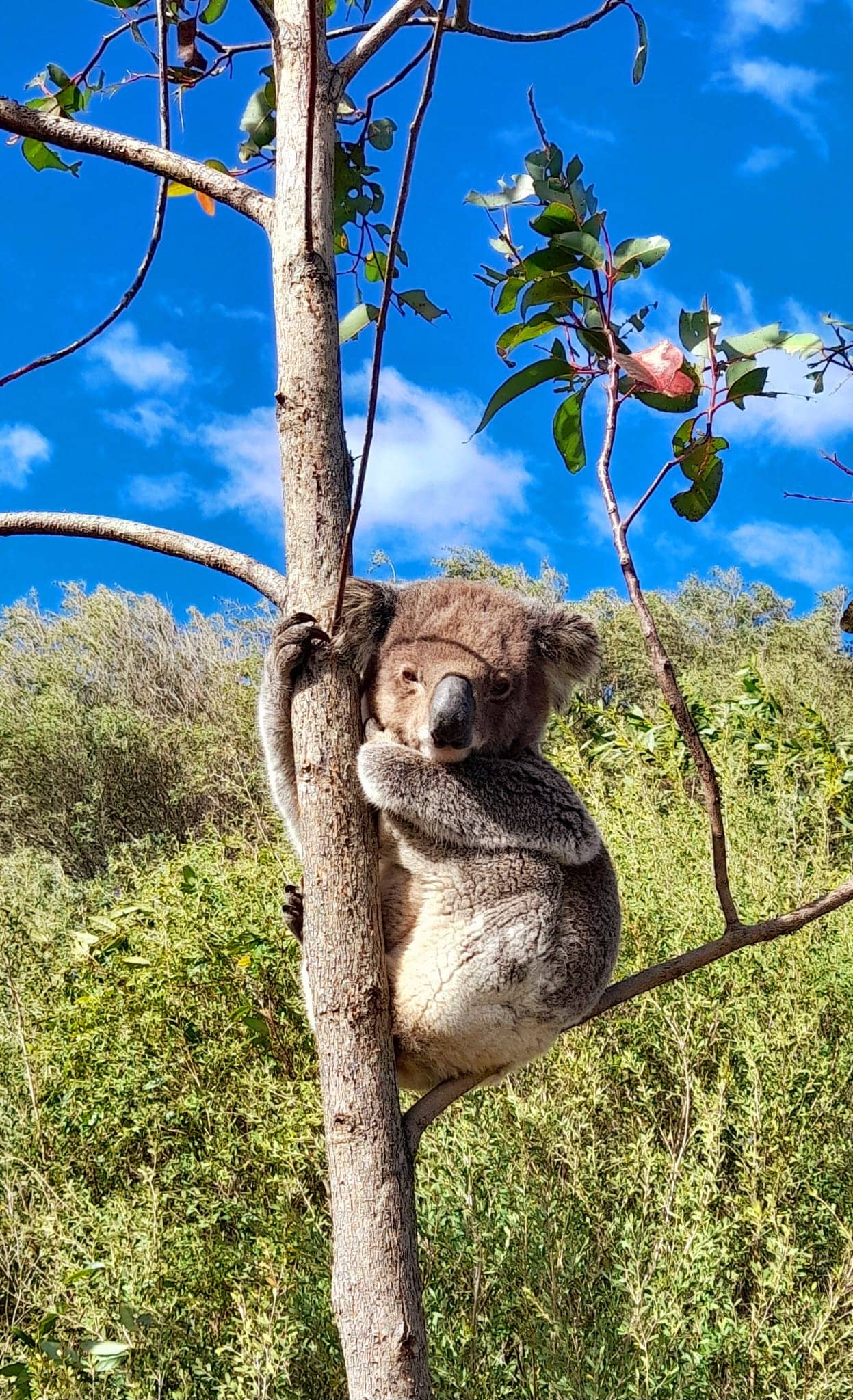 A koala clings to a tree trunk with lush green foliage and blue sky in the background.