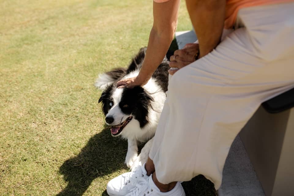 A person's hands pet a black and white border collie lying on the grass in an Ingenia Lifestyle community.