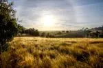 sunbury-small